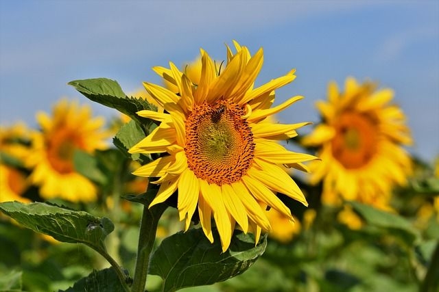 sunflowers 5567081 640